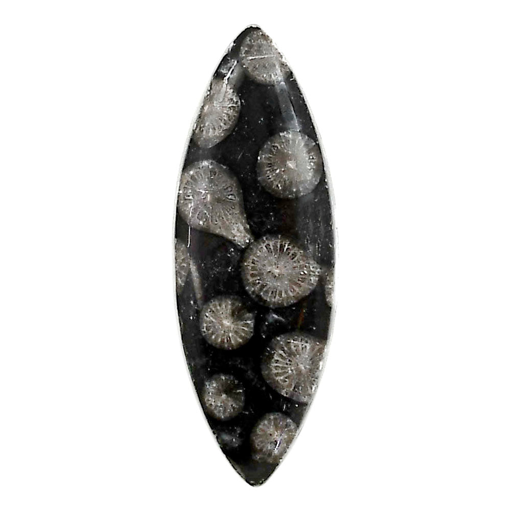 Black Flower Fossil Coral 13.5x33.3x5.5 mm Marquise Shape Polished Gemstone LS82-05023