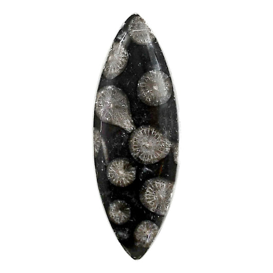 Black Flower Fossil Coral 13.5x33.3x5.5 mm Marquise Shape Polished Gemstone LS82-05023