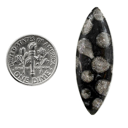 Black Flower Fossil Coral 13.5x33.3x5.5 mm Marquise Shape Polished Gemstone LS82-05023