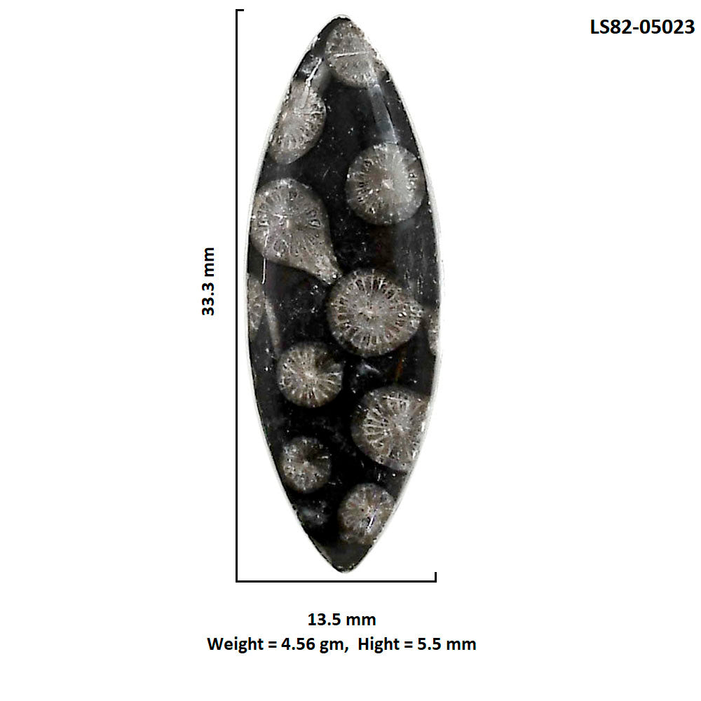 Black Flower Fossil Coral 13.5x33.3x5.5 mm Marquise Shape Polished Gemstone LS82-05023