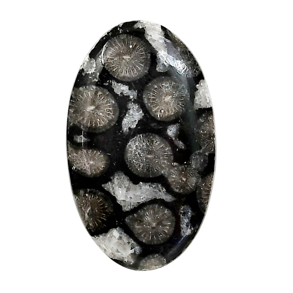 Black Flower Fossil Coral 19.7x32.7x4.5 mm Oval Shape Polished Gemstone LS82-05024