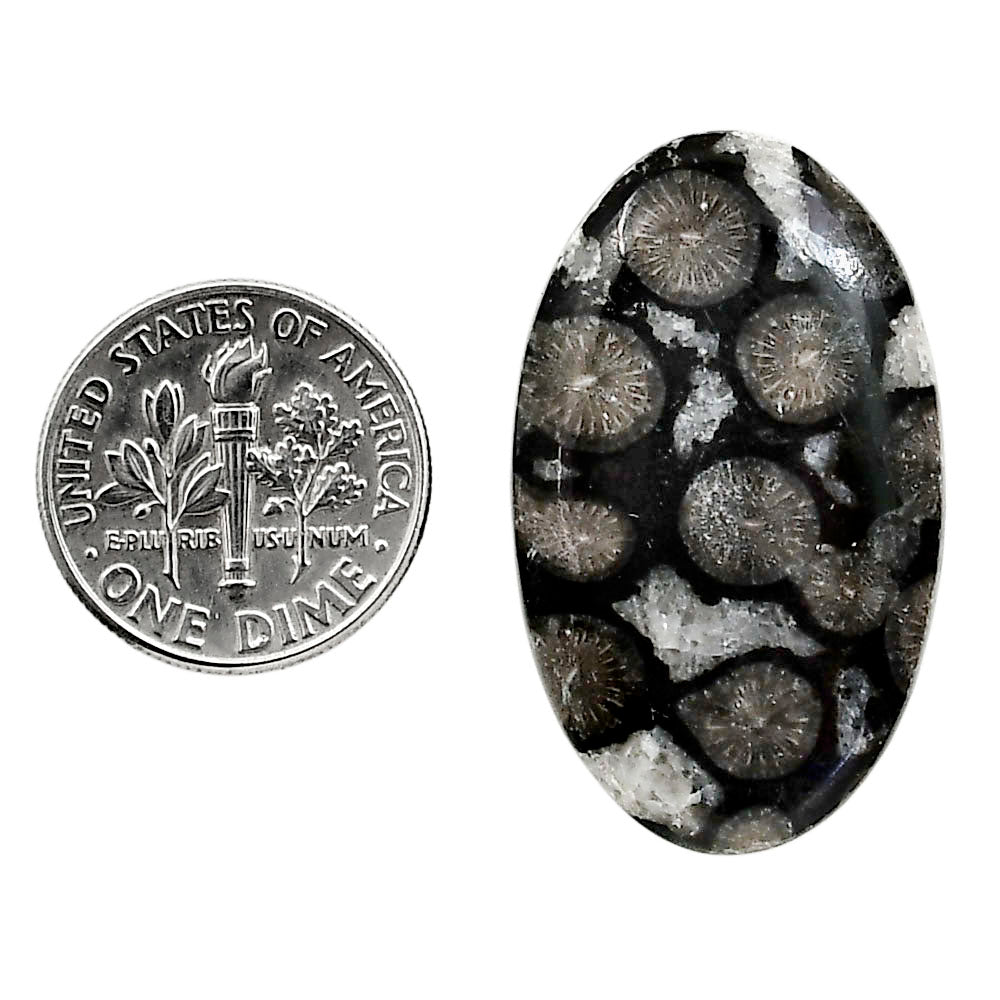 Black Flower Fossil Coral 19.7x32.7x4.5 mm Oval Shape Polished Gemstone LS82-05024