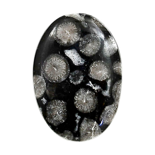 Black Flower Fossil Coral 19.7x28x4.8 mm Oval Shape Polished Gemstone LS82-05025