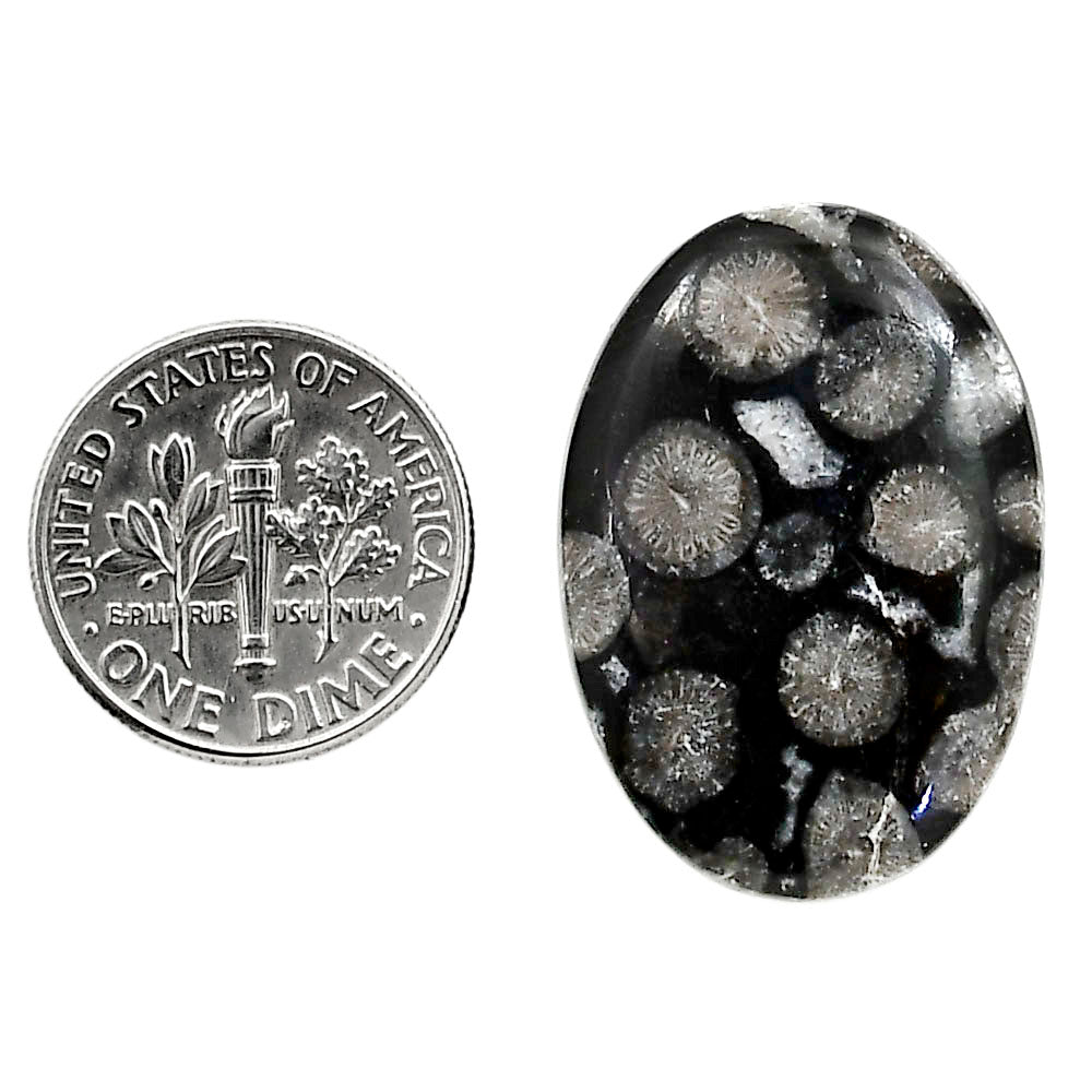 Black Flower Fossil Coral 19.7x28x4.8 mm Oval Shape Polished Gemstone LS82-05025