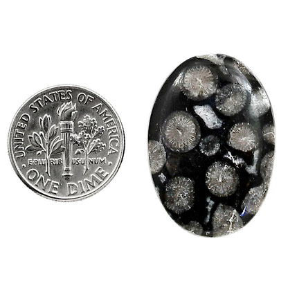 Black Flower Fossil Coral 19.7x28x4.8 mm Oval Shape Polished Gemstone LS82-05025