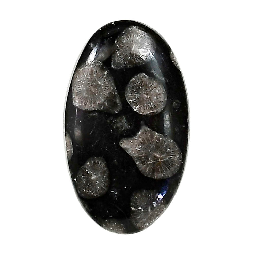 Black Flower Fossil Coral 17.8x29.85x5 mm Oval Shape Polished Gemstone LS82-05026