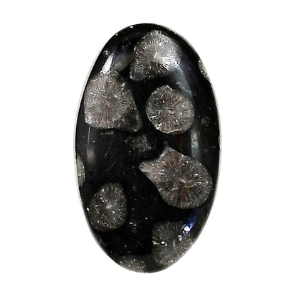 Black Flower Fossil Coral 17.8x29.85x5 mm Oval Shape Polished Gemstone LS82-05026