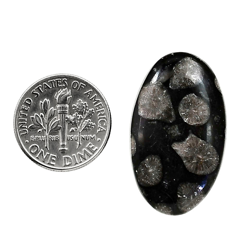 Black Flower Fossil Coral 17.8x29.85x5 mm Oval Shape Polished Gemstone LS82-05026