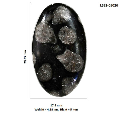 Black Flower Fossil Coral 17.8x29.85x5 mm Oval Shape Polished Gemstone LS82-05026