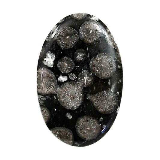 Black Flower Fossil Coral 20.5x31.4x4 mm Oval Shape Polished Gemstone LS82-05027
