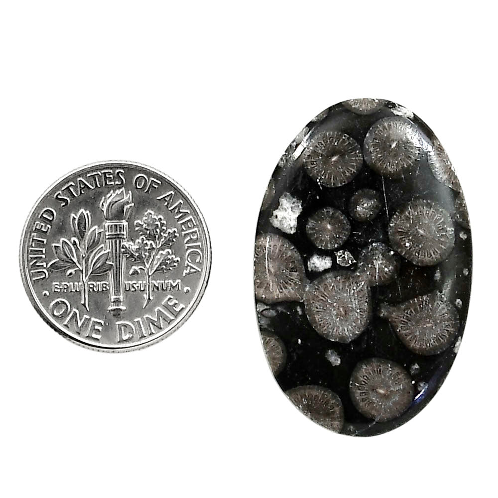 Black Flower Fossil Coral 20.5x31.4x4 mm Oval Shape Polished Gemstone LS82-05027