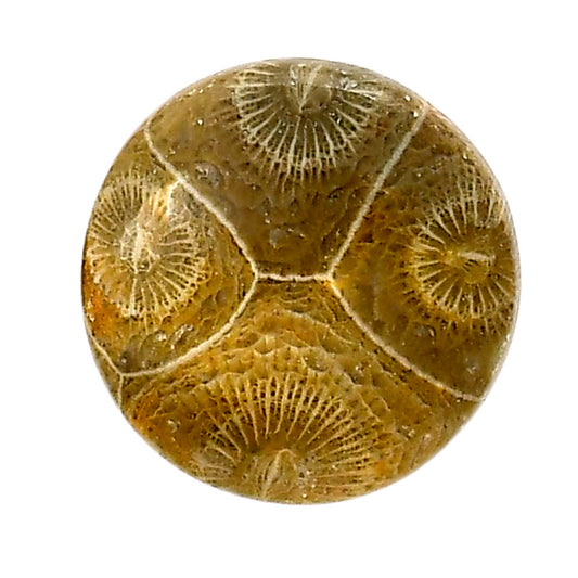 Flower Fossil Coral 23x23.4x5 mm Round Shape Polished Gemstone LS82-05297