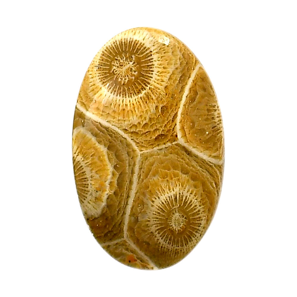 Flower Fossil Coral 19.4x30.6x4.2 mm Oval Shape Polished Gemstone LS82-05298
