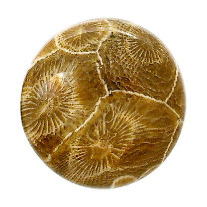 Flower Fossil Coral 22.4x23x6 mm Round Shape Polished Gemstone LS82-05299