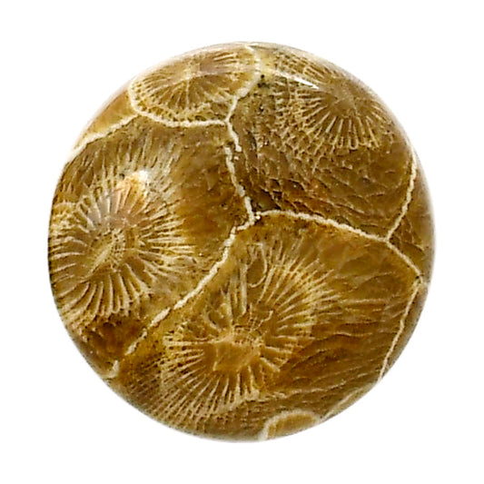 Flower Fossil Coral 22.4x23x6 mm Round Shape Polished Gemstone LS82-05299