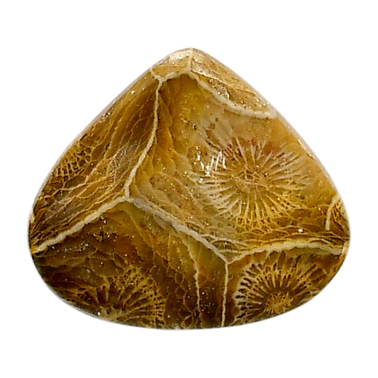 Flower Fossil Coral 22.9x26.3x5 mm Heart Shape Polished Gemstone LS82-05300