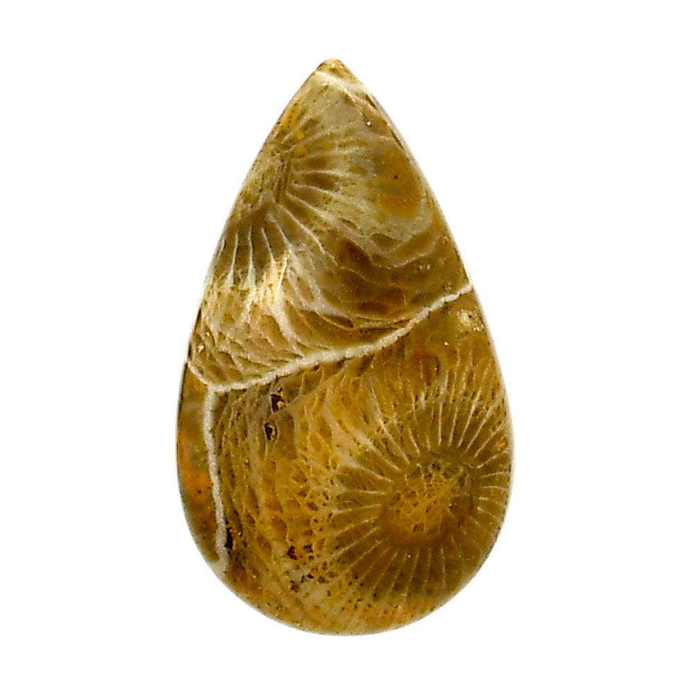 Flower Fossil Coral 17x28.9x5.3 mm Pear Shape Polished Gemstone LS82-05301