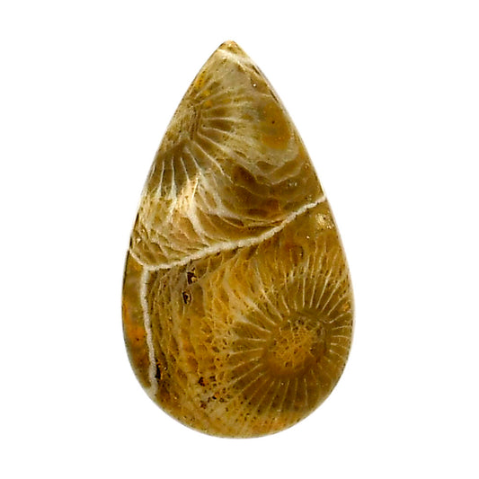 Flower Fossil Coral 17x28.9x5.3 mm Pear Shape Polished Gemstone LS82-05301