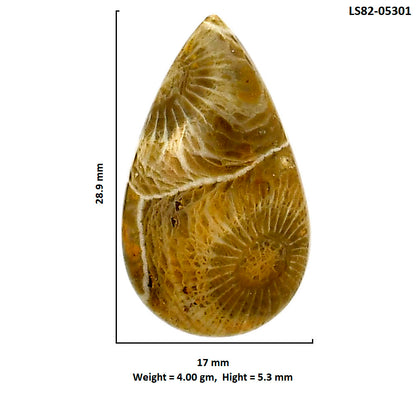 Flower Fossil Coral 17x28.9x5.3 mm Pear Shape Polished Gemstone LS82-05301