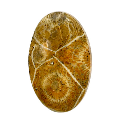 Flower Fossil Coral 17.6x28.1x6.5 mm Oval Shape Polished Gemstone LS82-05302