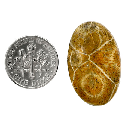 Flower Fossil Coral 17.6x28.1x6.5 mm Oval Shape Polished Gemstone LS82-05302