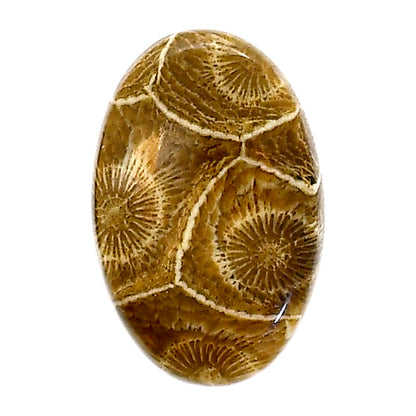 Flower Fossil Coral 17.1x26.3x5 mm Oval Shape Polished Gemstone LS82-05303