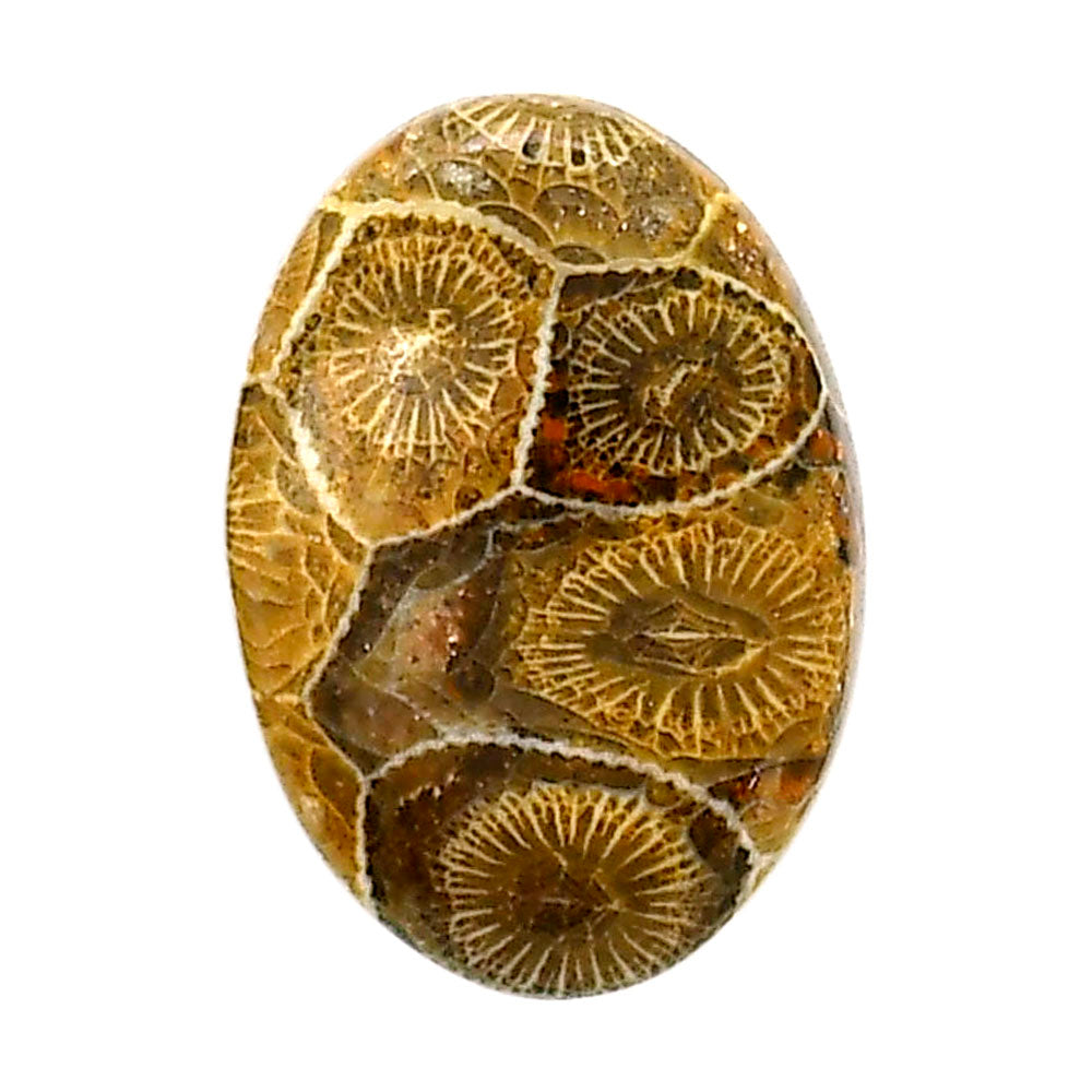 Flower Fossil Coral 17.8x24.8x5.2 mm Oval Shape Polished Gemstone LS82-05304