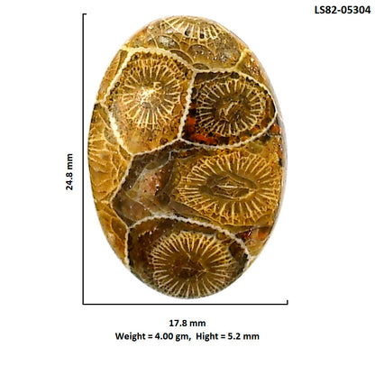 Flower Fossil Coral 17.8x24.8x5.2 mm Oval Shape Polished Gemstone LS82-05304