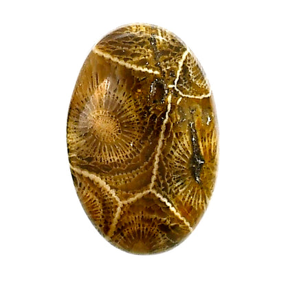 Flower Fossil Coral 16.4x24.8x5 mm Oval Shape Polished Gemstone LS82-05305