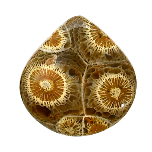 Flower Fossil Coral 26.1x26.8x6 mm Heart Shape Polished Gemstone LS82-05306