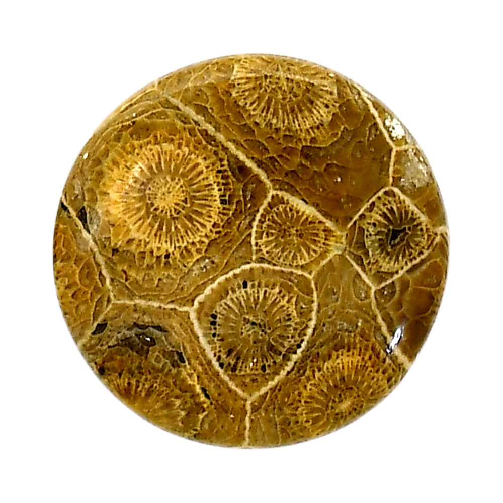 Flower Fossil Coral 25.6x25.9x5 mm Round Shape Polished Gemstone LS82-05307
