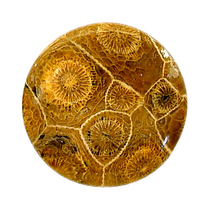 Flower Fossil Coral 25.6x25.9x5 mm Round Shape Polished Gemstone LS82-05307