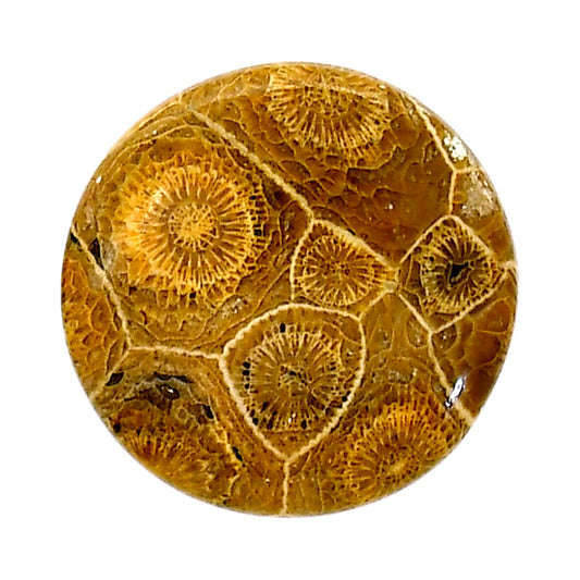 Flower Fossil Coral 25.6x25.9x5 mm Round Shape Polished Gemstone LS82-05307
