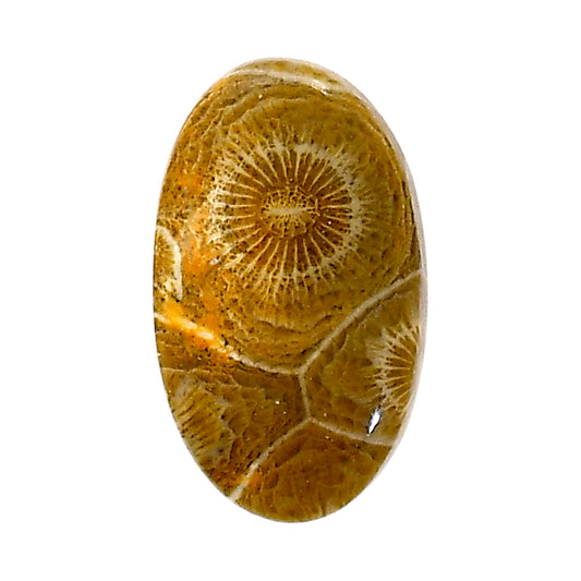 Flower Fossil Coral 16.6x28x5.7 mm Oval Shape Polished Gemstone LS82-05308