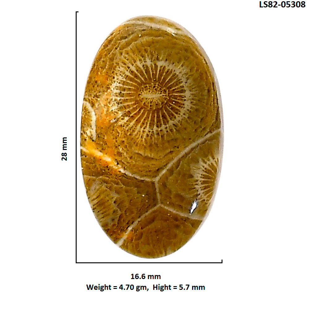 Flower Fossil Coral 16.6x28x5.7 mm Oval Shape Polished Gemstone LS82-05308