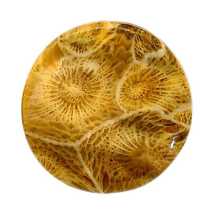 Flower Fossil Coral 25.4x25.6x4.5 mm Round Shape Polished Gemstone LS82-05309