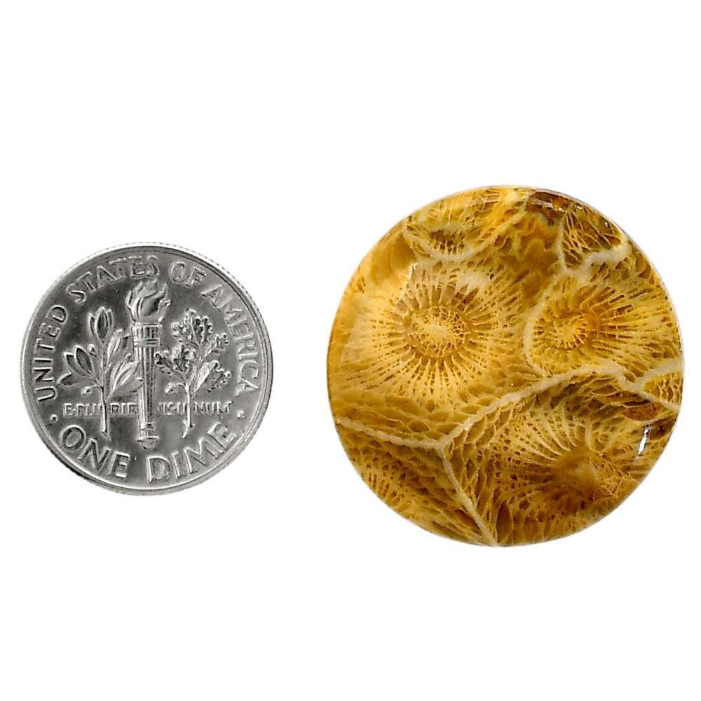 Flower Fossil Coral 25.4x25.6x4.5 mm Round Shape Polished Gemstone LS82-05309