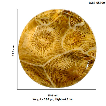 Flower Fossil Coral 25.4x25.6x4.5 mm Round Shape Polished Gemstone LS82-05309
