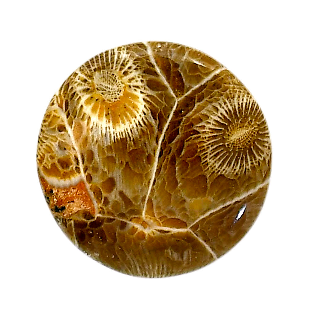 Flower Fossil Coral 23.4x23.7x4.6 mm Round Shape Polished Gemstone LS82-05310