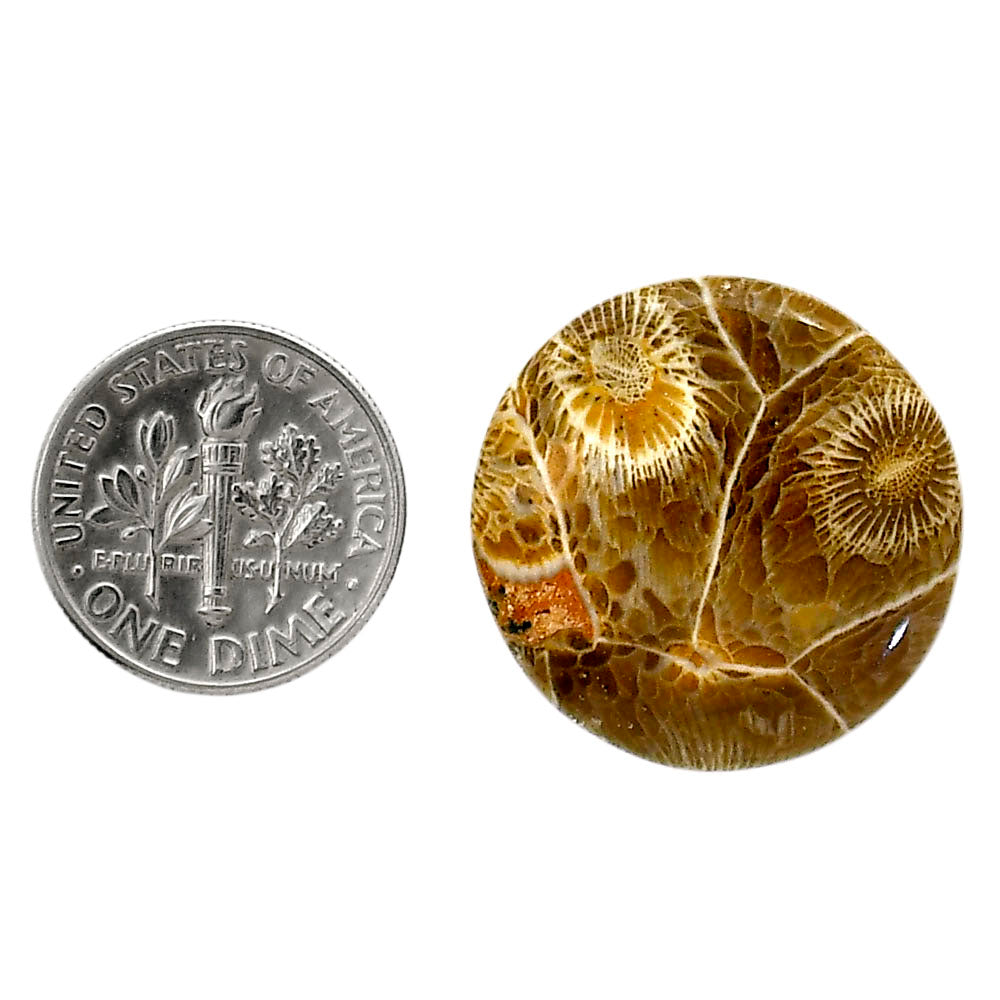 Flower Fossil Coral 23.4x23.7x4.6 mm Round Shape Polished Gemstone LS82-05310