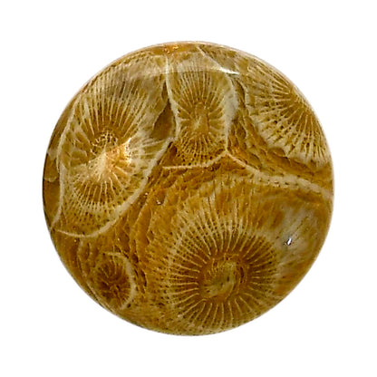 Flower Fossil Coral 24.9x24.9x6.4 mm Round Shape Polished Gemstone LS82-05311