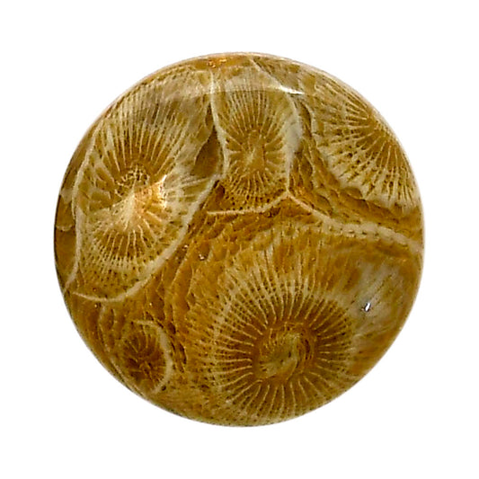 Flower Fossil Coral 24.9x24.9x6.4 mm Round Shape Polished Gemstone LS82-05311