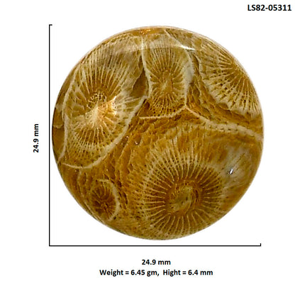 Flower Fossil Coral 24.9x24.9x6.4 mm Round Shape Polished Gemstone LS82-05311