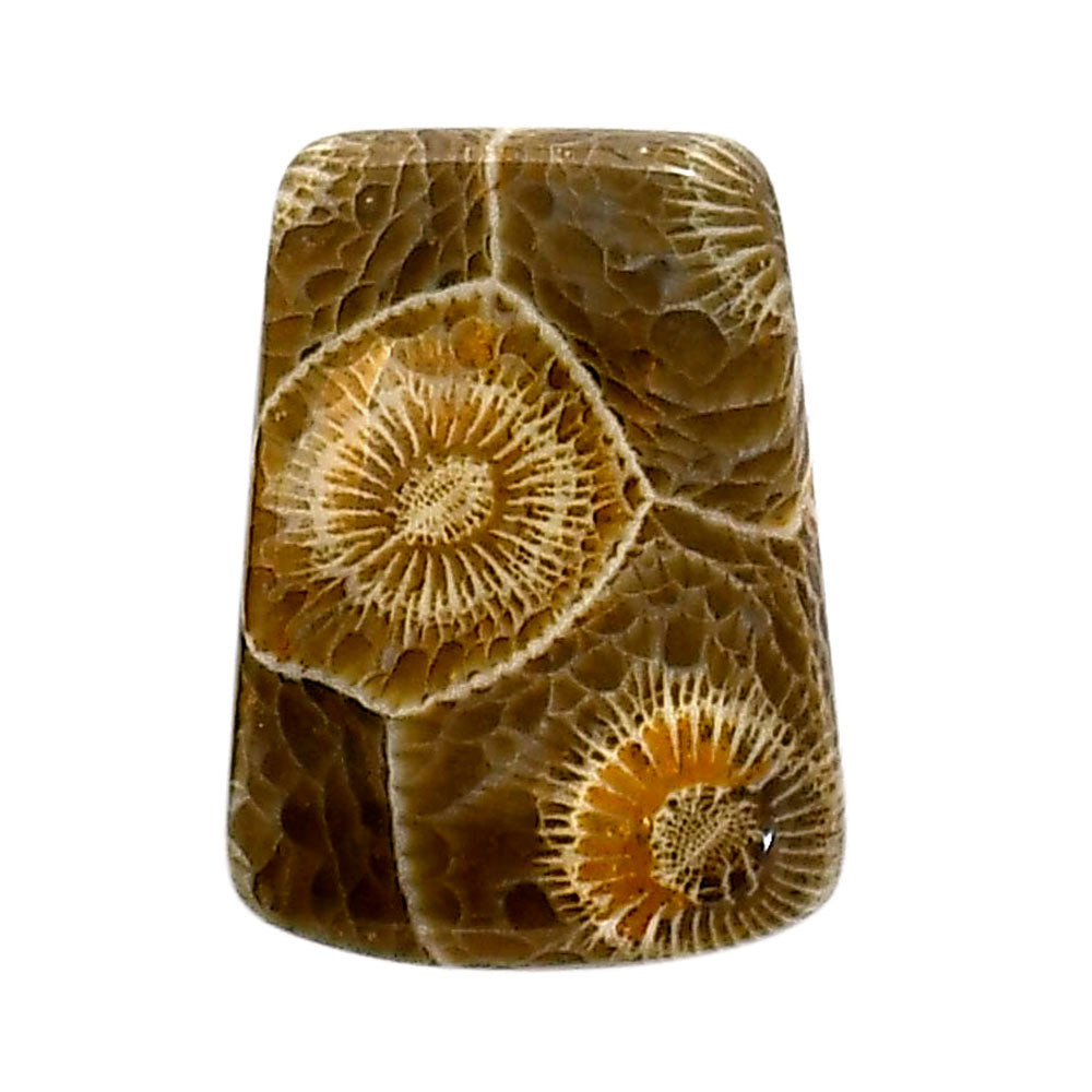 Flower Fossil Coral 17.8x24.2x5 mm Fancy Shape Polished Gemstone LS82-05312