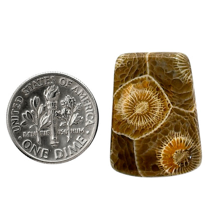 Flower Fossil Coral 17.8x24.2x5 mm Fancy Shape Polished Gemstone LS82-05312