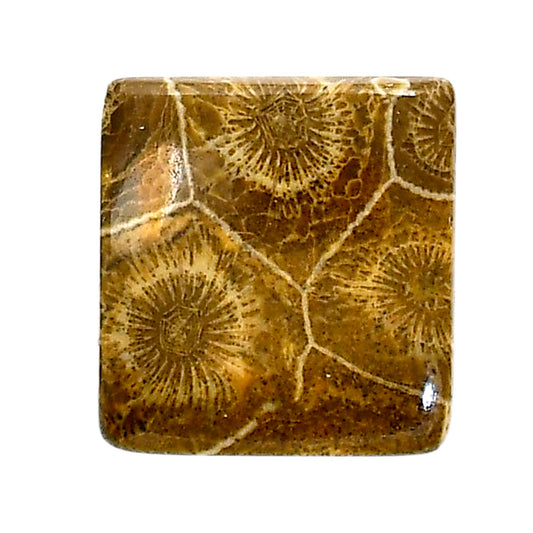 Flower Fossil Coral 19.9x21x5 mm Baguette Shape Polished Gemstone LS82-05313