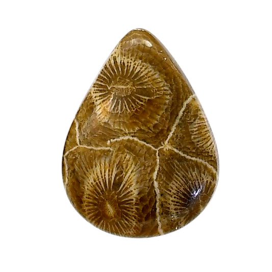 Flower Fossil Coral 19.5x26x5 mm Pear Shape Polished Gemstone LS82-05314
