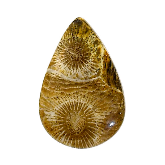 Flower Fossil Coral 17.2x26.1x4.5 mm Pear Shape Polished Gemstone LS82-05316
