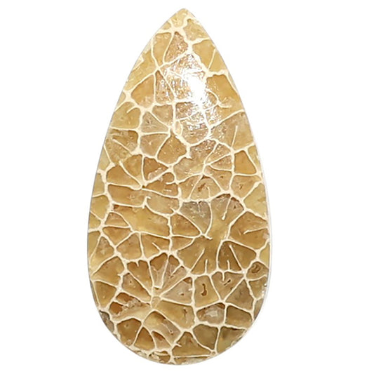 Natural Flower Fossil Coral 13x25.2x4.5 mm Pear Shape Polished Gemstone LS99-010011