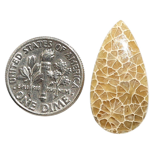 Natural Flower Fossil Coral 13x25.2x4.5 mm Pear Shape Polished Gemstone LS99-010011